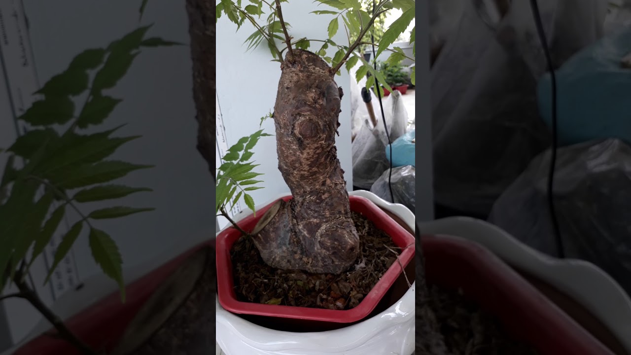 Chè bonsai và rất nhiều loại rau , cây cảnh ....