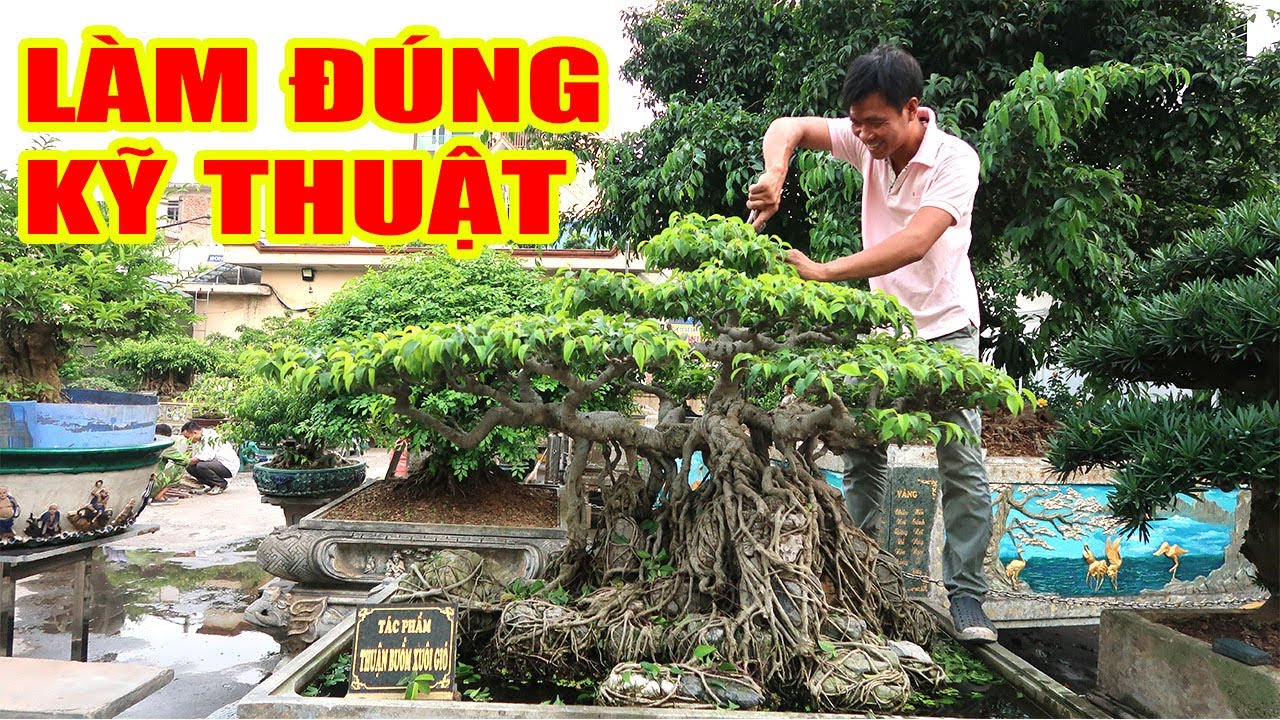 Chú ý cách làm cây cảnh đúng kỹ thuật