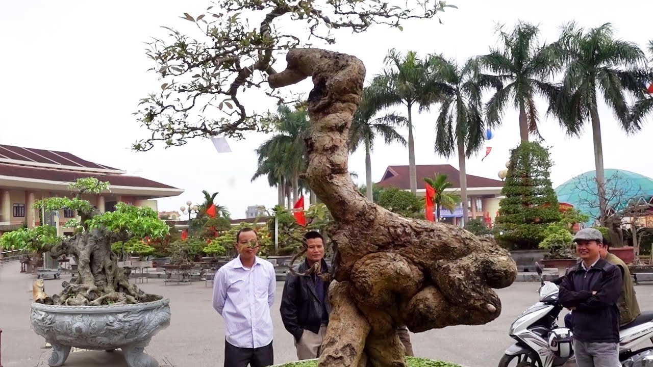 Chưa gặp cây nào Quái như cây này, hỏi giá cây - strange shape bonsai at bonsai exhibition