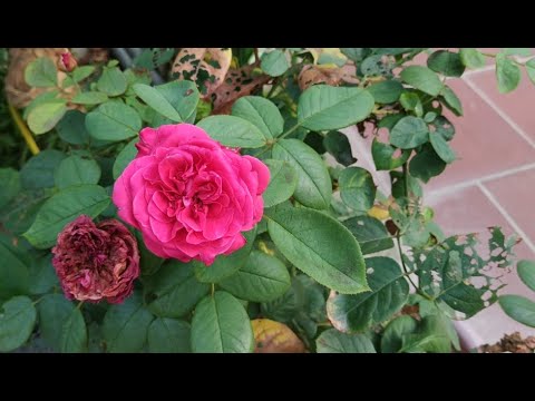 Chậu Cây Hoa Hồng Đỏ Đẹp Mắt(Growing Beautiful Red Roses Plant On A Pretty Pot || Ẩm Thực Trang Làm