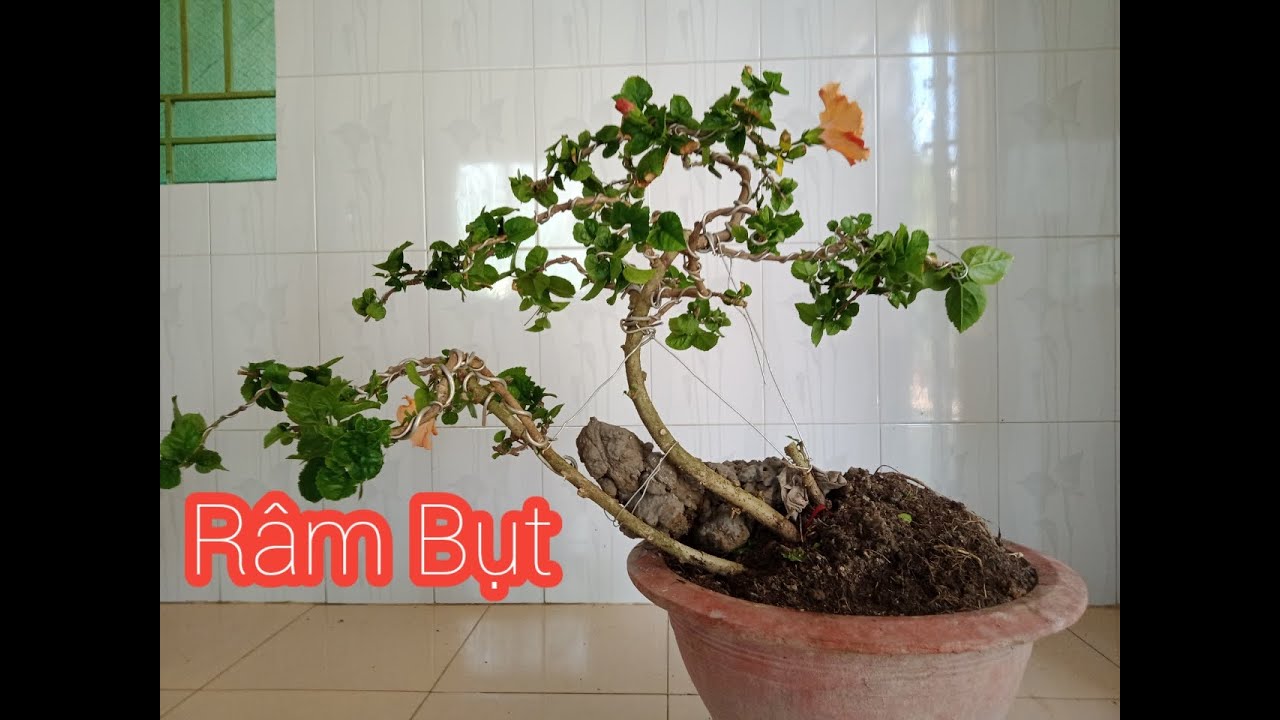 Chỉnh sửa bonsai cây Râm Bụt hoa cam