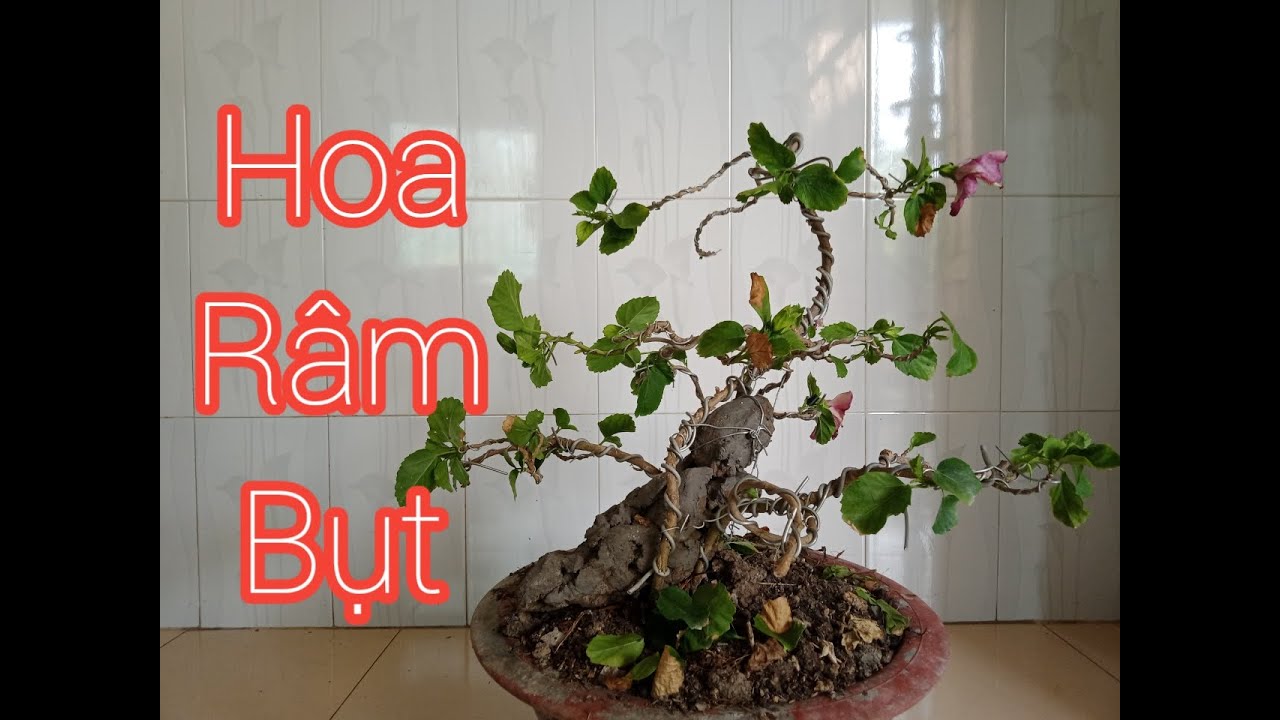 Chỉnh sửa bonsai cây Râm Bụt hoa hồng