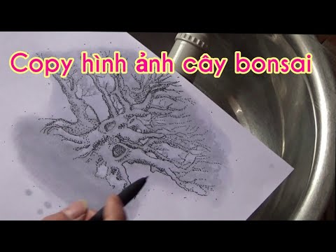 Copy the image of a bonsai tree - sao chép hình ảnh 1 cây bonsai