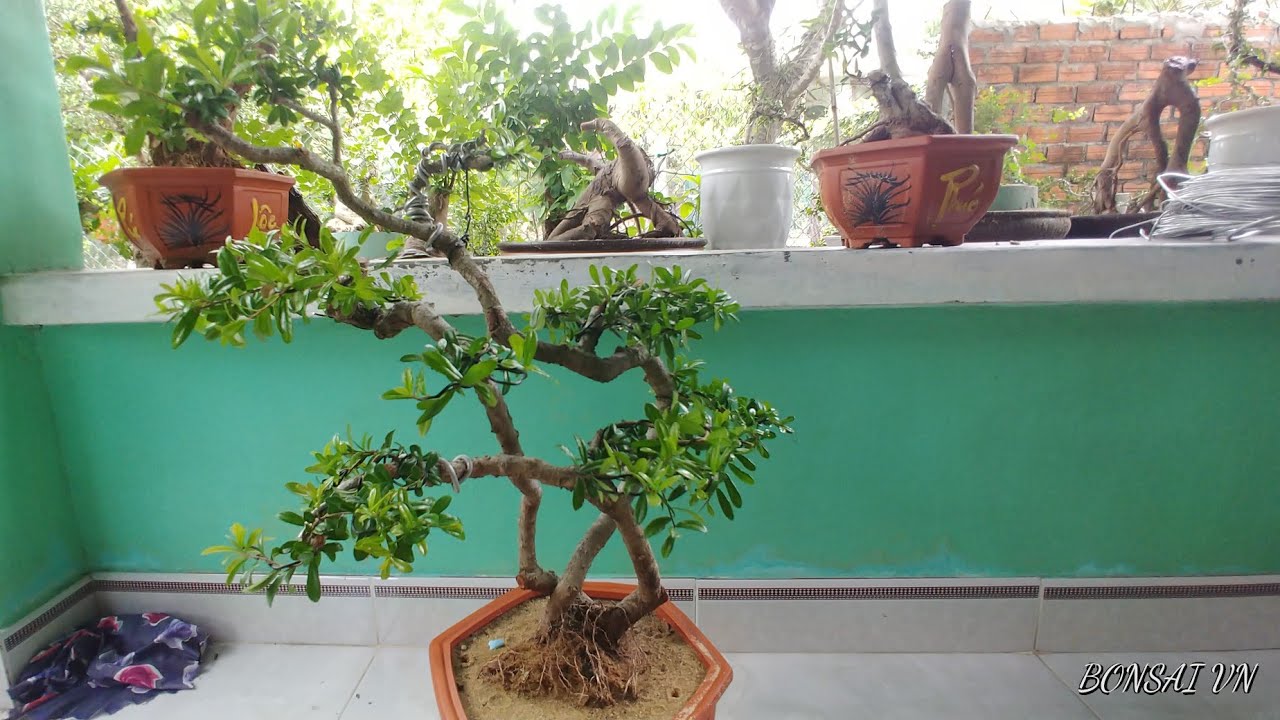 CÂY HẢI CHÂU TAM ĐA NGHỆ THUẬT - BONSAI VN