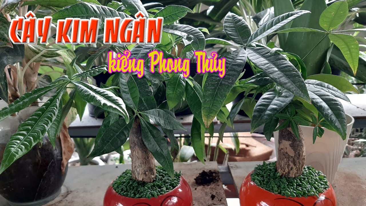 CÂY KIM NGÂN KIỂNG TRANG TRÍ PHONG THỦY - LONICERA PERICLYMENUM ORNAMENTAL PLANT IN VIETNAM