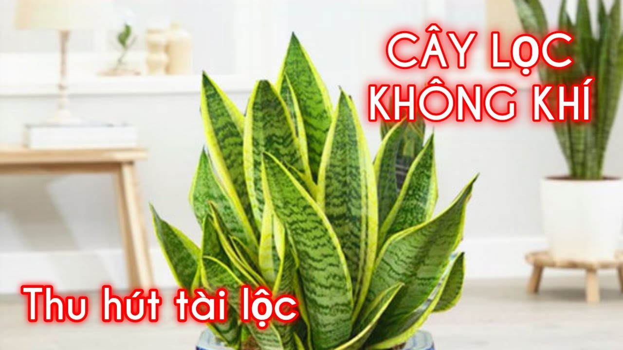 CÂY LƯỠI HỔ - TÁC DỤNG DƯỢC LÝ VÀ Ý NGHĨA PHONG THỦY