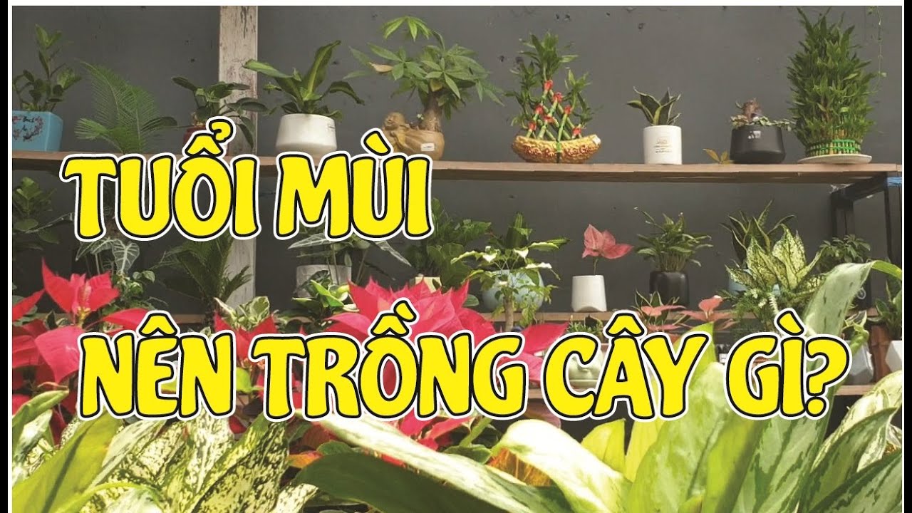 CÂY PHONG THỦY CHO NGƯỜI TUỔI MÙI| ĐỂ LUÔN MAY MẮN VÀ THÀNH CÔNG