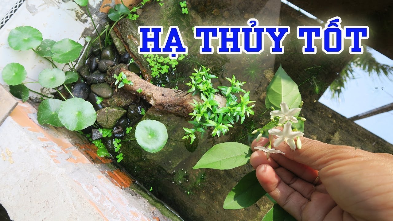 CÂY THÂN GỖ NÀY THÍCH HỢP TRỒNG THỦY SINH TRONG HỒ CÁ 7 MÀU