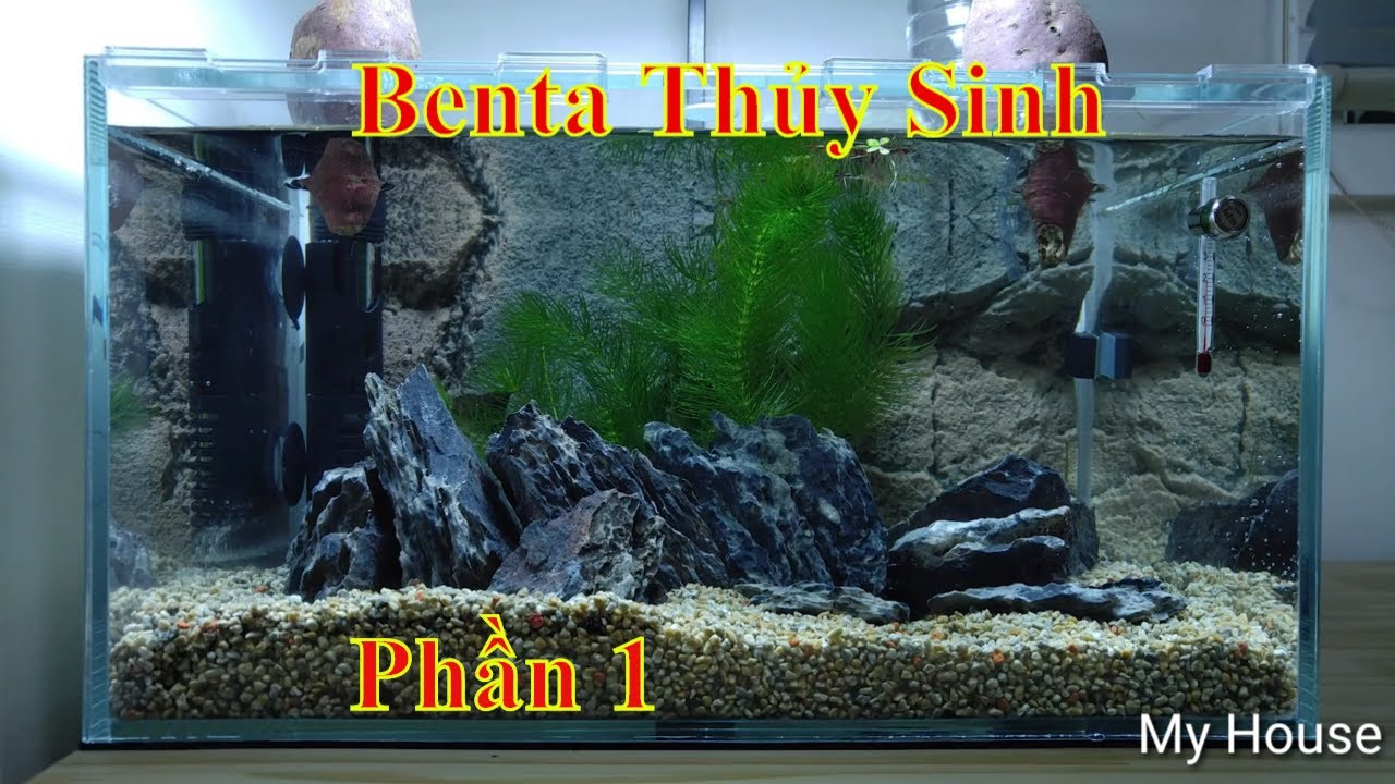 Cá Betta Thủy Sinh Không lọc, Không CO2, phần1,/ Betta Fish Sweet Potato No Filter, No CO2,