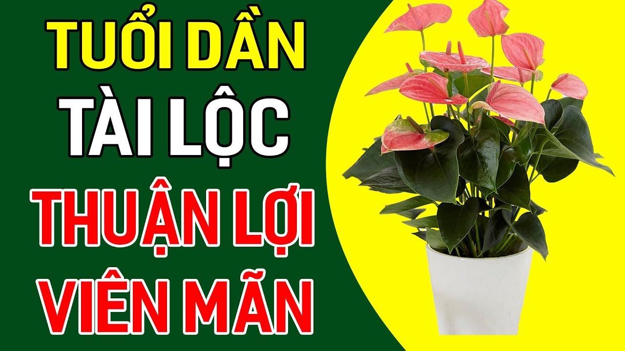 Cách Chọn Cây Phong Thủy Cho Người Tuổi Dần Để Mọi Chuyện Thuận Lợi- Rước Tài Lộc Cho Gia Chủ