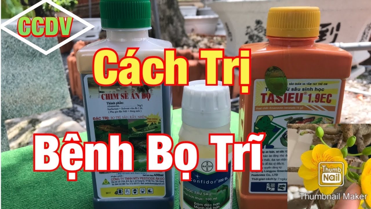 Cách Trị Bọ Trĩ Trên Cây Mai Vàng | Phun Ngừa Và Trị Bệnh - Hiệu Quả 99% ||CCDV