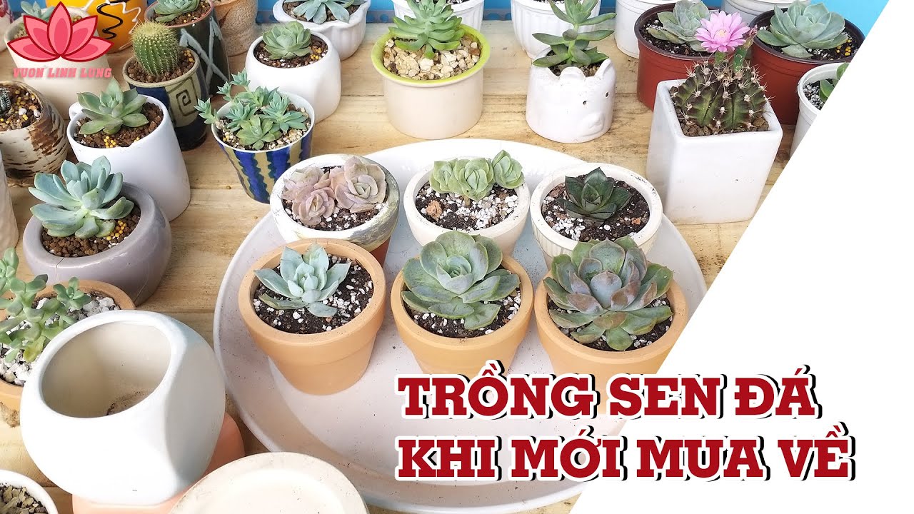 Cách Trồng Sen Đá Khi Mới Mua Về | Vườn Linh Lung