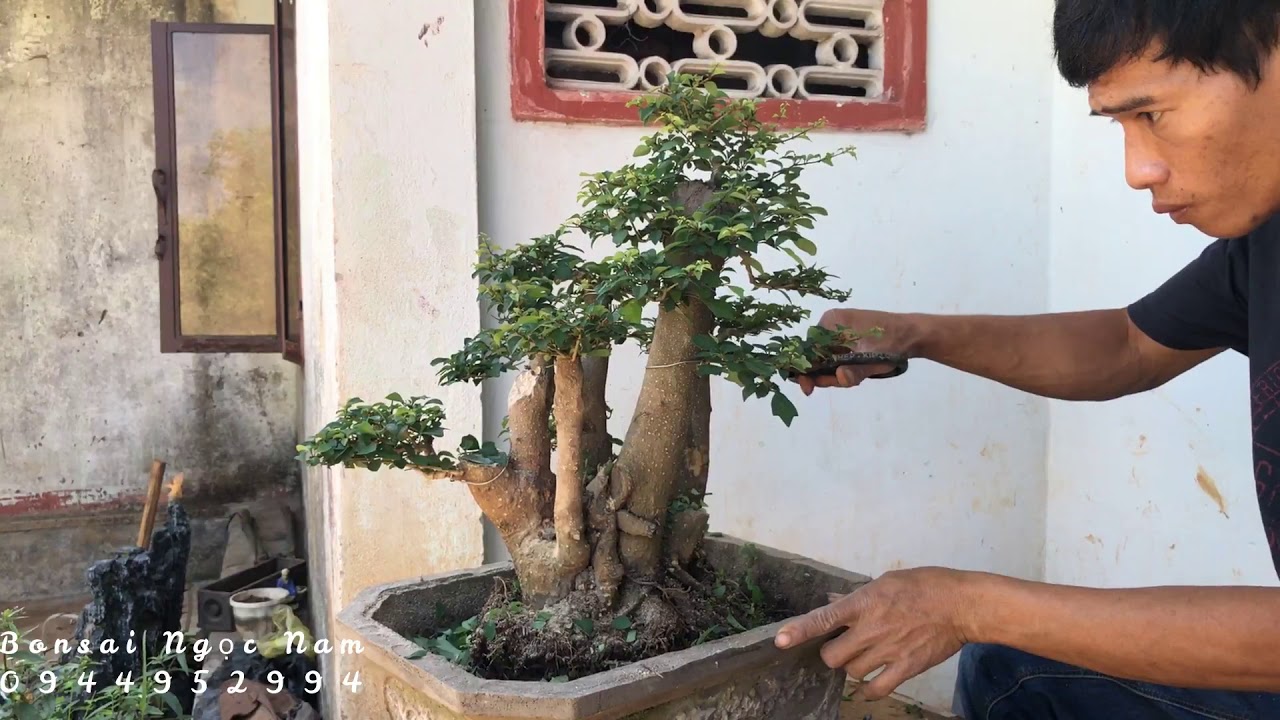 Cách làm bonsai đẹp [ Gl với A E tác phẩm bonsai mini giá cực rẻ chưa từng có]