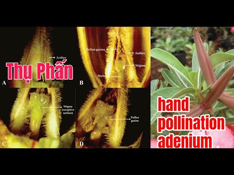 Cách thụ phấn cho cây sứ - Tip: hand pollination adenium