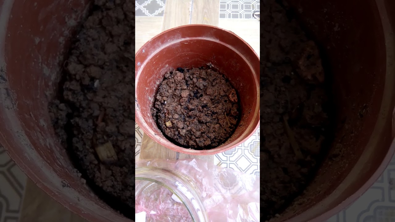 Cách trồng sen đá từ hạt