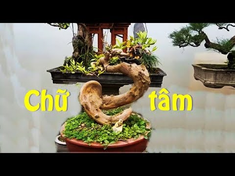 Cách uốn cây ổi hình chữ tâm/ Phương pháp tạo tác bonsai nghệ thuật.