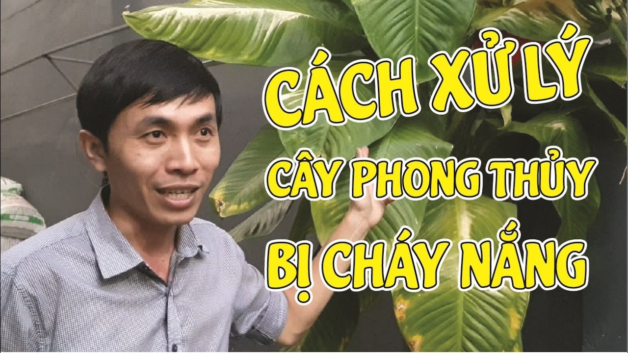 Cây Cảnh Bị Cháy Nắng| Xử Lý Đơn Giản Nhưng Không Phải Ai Cũng Biết