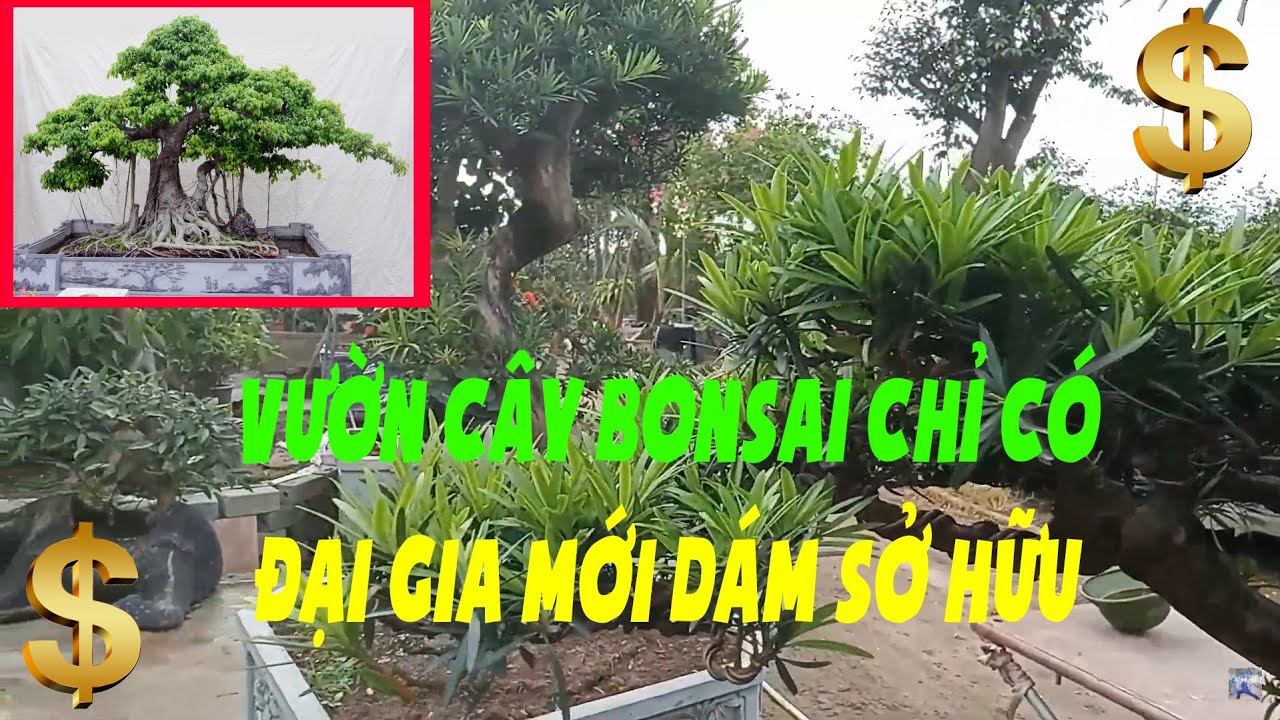 Cây Cảnh Nghệ Thuật, Cây Bonsai Đẹp Ai Cũng Muốn Sở Hữu (LH: Đức Minh - 0979758886) | AlibabaH