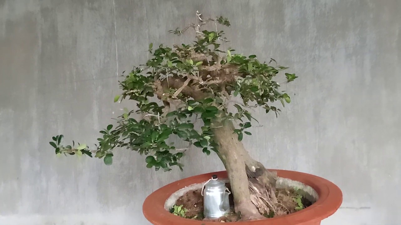 Cây Kim tiền Bonsai!!!! Dang thê gì đây ??