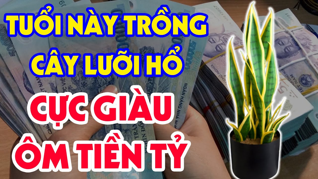 Cây Lưỡi Hổ Sẽ HÚT TÀI LỘC, Tiền Bạc Vào Nhà Nếu Rơi Vào Tay CON GIÁP NÀY, Xem Ngay Để Biết