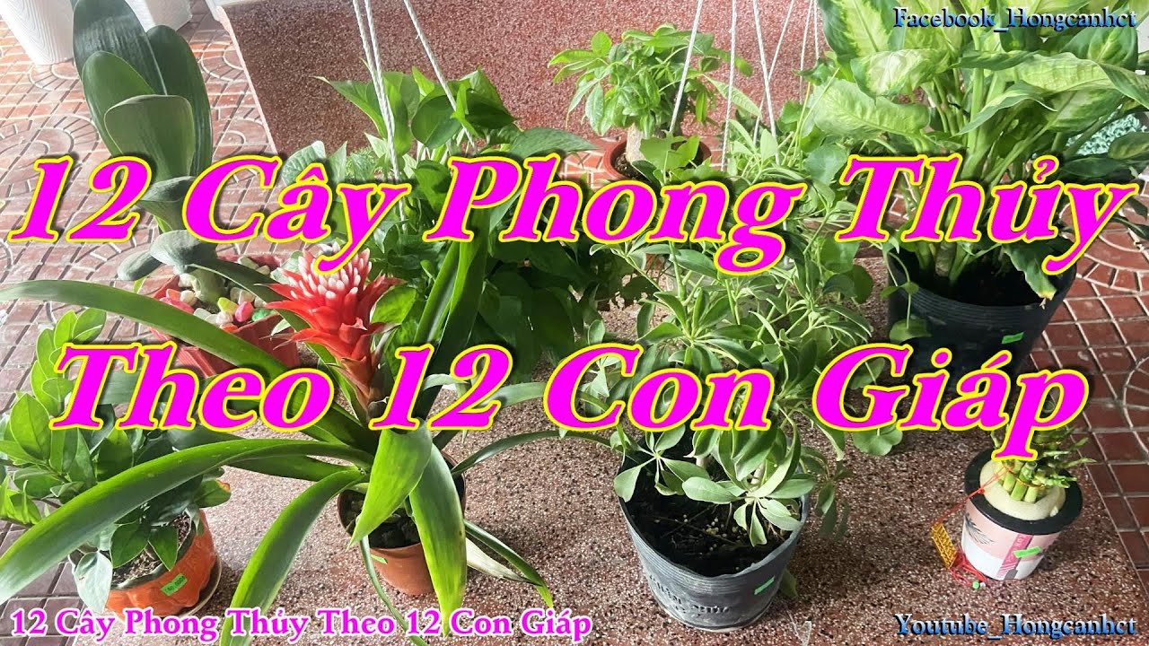 Cây Phong Thủy Theo 12 Con Giáp Cơ Sở Hoa Kiểng Hồng Cảnh