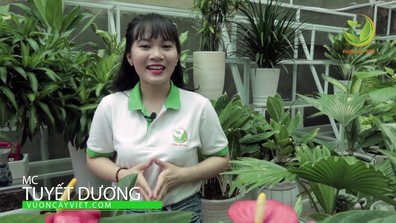 Cây Phú Quý: Cách chăm sóc và ý nghĩa phong thủy của cây