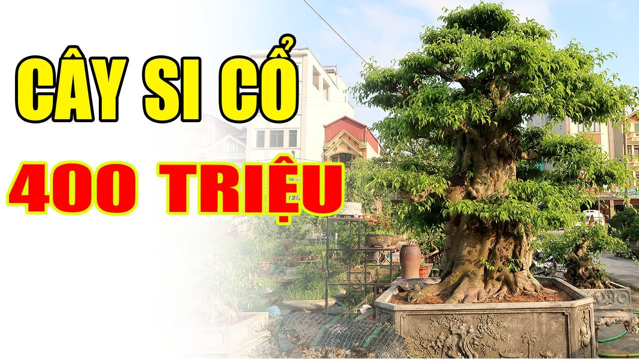 Cây Si Cổ 400 triệu không bán của em Dũng Bất Động Sản Hà Nội