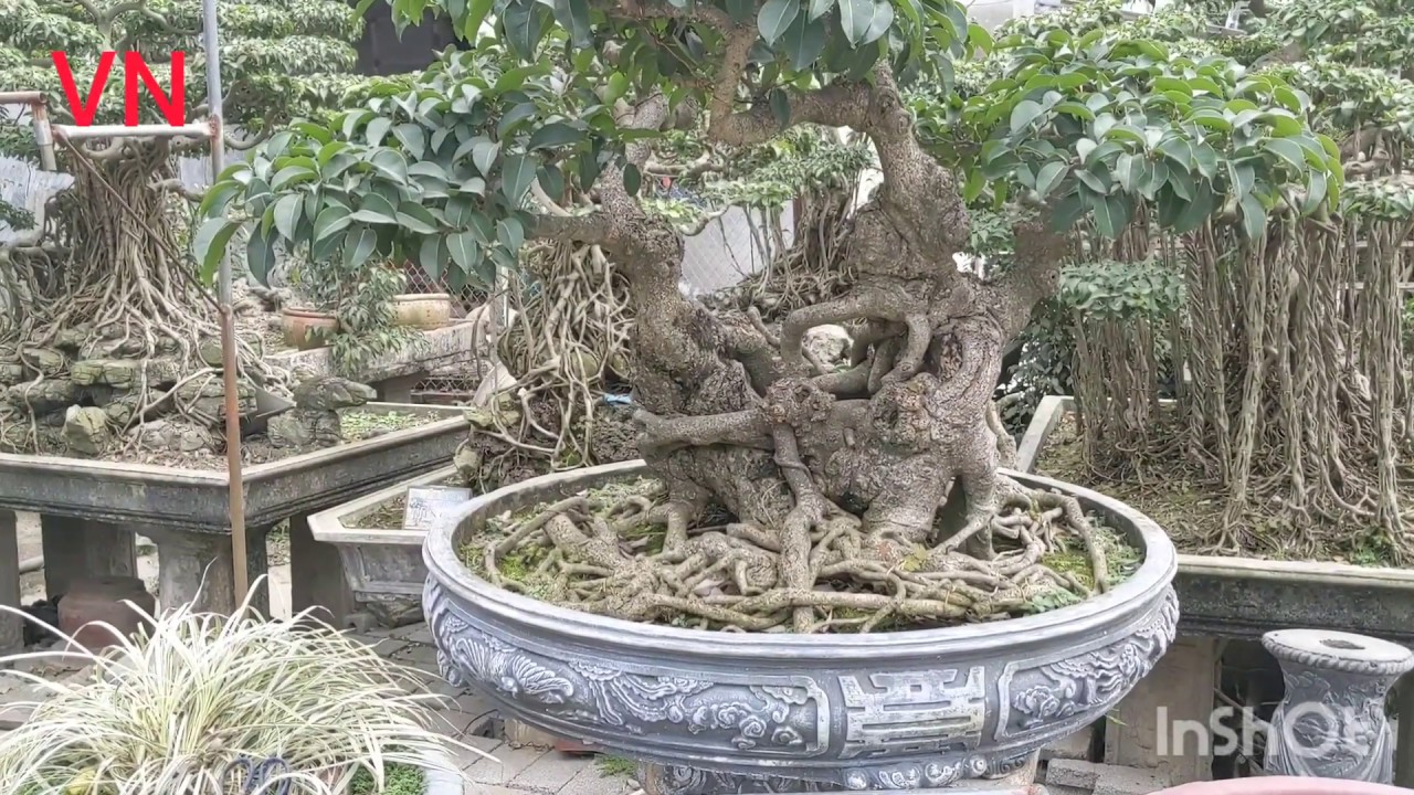 Cây Túc 50 tr Vườn kiểng chi Bắc Ninh | Nguyen Vinh cây cảnh