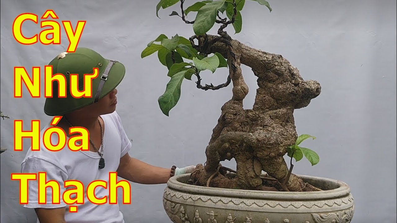 Cây bonsai như gỗ hoá thạch và một số cây mịn nghệ thuật-BShp(A Đại 0967828345)