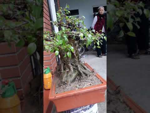 Cây cảnh nghệ thuật bonsai