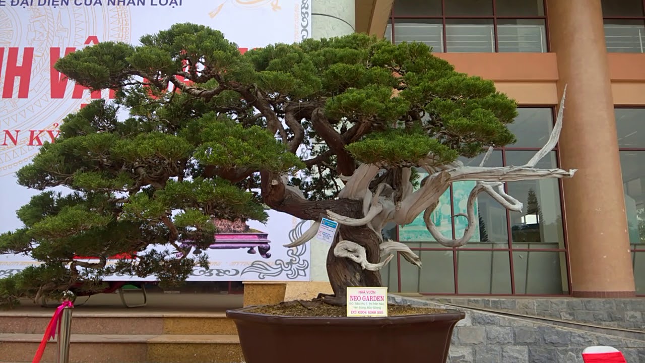 Cây cảnh nghệ thuật triển lãm, bonsai exhibition, dang tien thuy