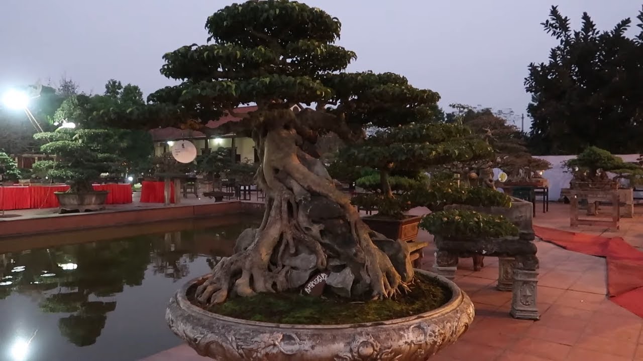 Cây cảnh đẹp nhất tại triển lãm bonsai nghệ thuật Văn Giang - Thuy garden