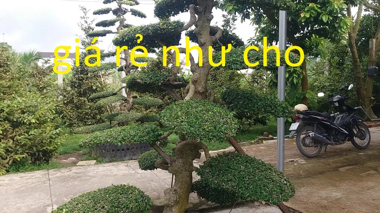 Cây duối bonsai nghệ thuật rất đẹp giá rẻ nhiều người mê @cây cảnh miền tây