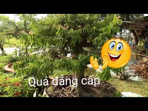 Cây khế bonsai quá đẳng cấp...