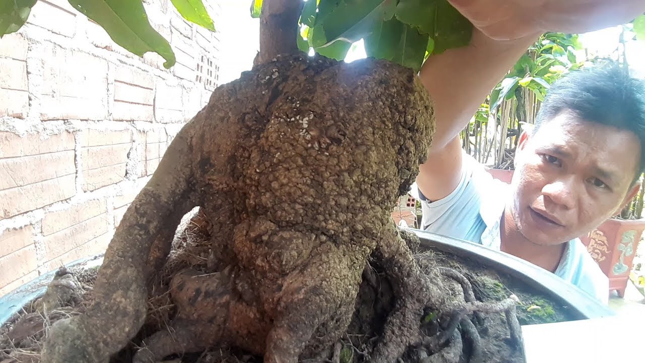 Cây mai củ xù già chát chúa bonsai cổ thụ đậm chất nghệ thuật