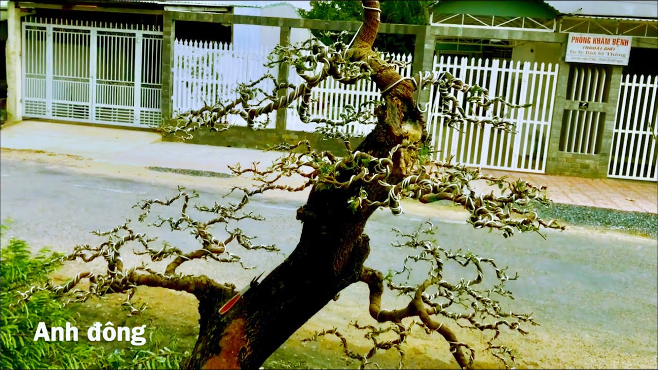 Cây me bonsai năm trước bây giờ ra sao