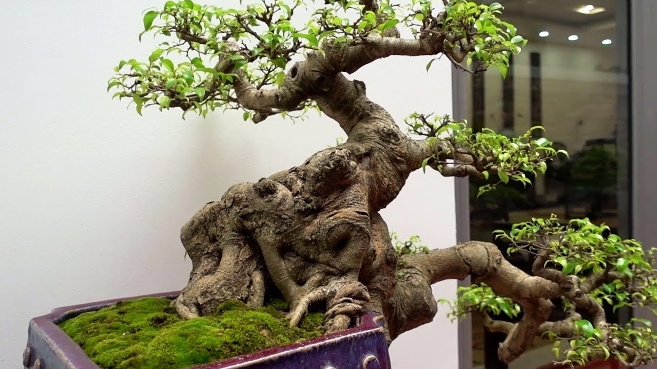 Cây nhập từ Nhật, cây cự kỳ đẹp và quái - Japanese bonsai in Vietnam