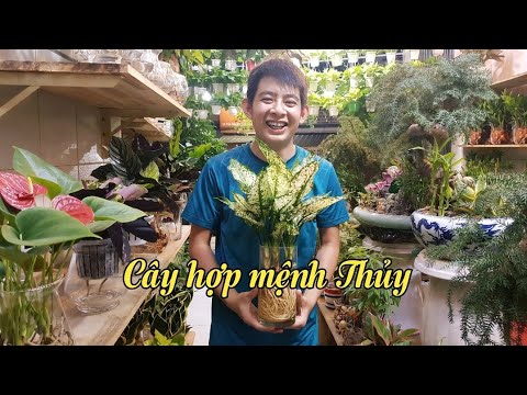 Cây phong thủy hợp mệnh Thủy