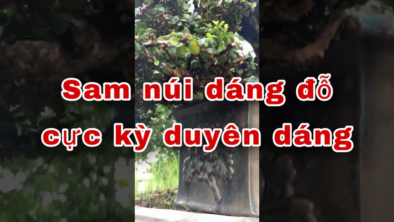 Cây sam núi quá đẹp, quá già, nếu đẹp thì cho em nó 1like nha | BonsaiTG