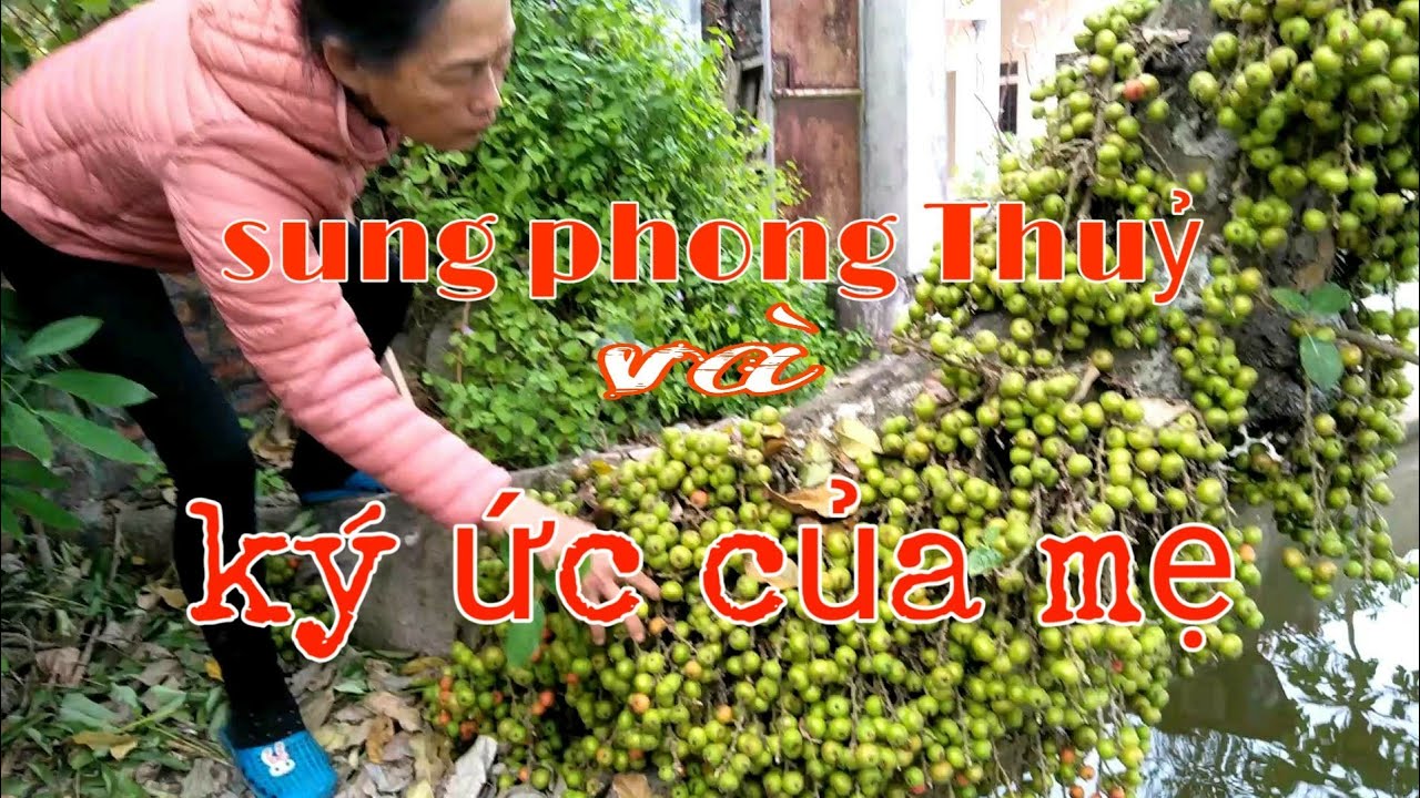 -Cây sung phong thủy và  ký ức của mẹ