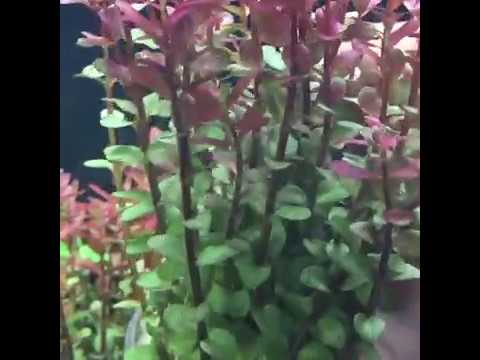 Cây thủy sinh Vẩy Ốc Siêu Đỏ Colorata chuyển hóa từ cạn sang nước