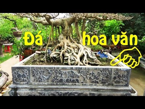 Cây đẹp tọa lạc trên chậu đá chạm khắc hoa văn tinh tế/ Beautiful bonsai