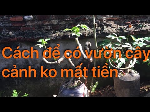 Có vườn cây cảnh nghệ thuật không mất tiền mua cây, BBN Bonsai 53