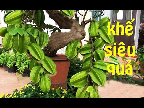 CẢ MỘT RỪNG BONSAI KHẾ siêu quả cho anh em lựa chọn.