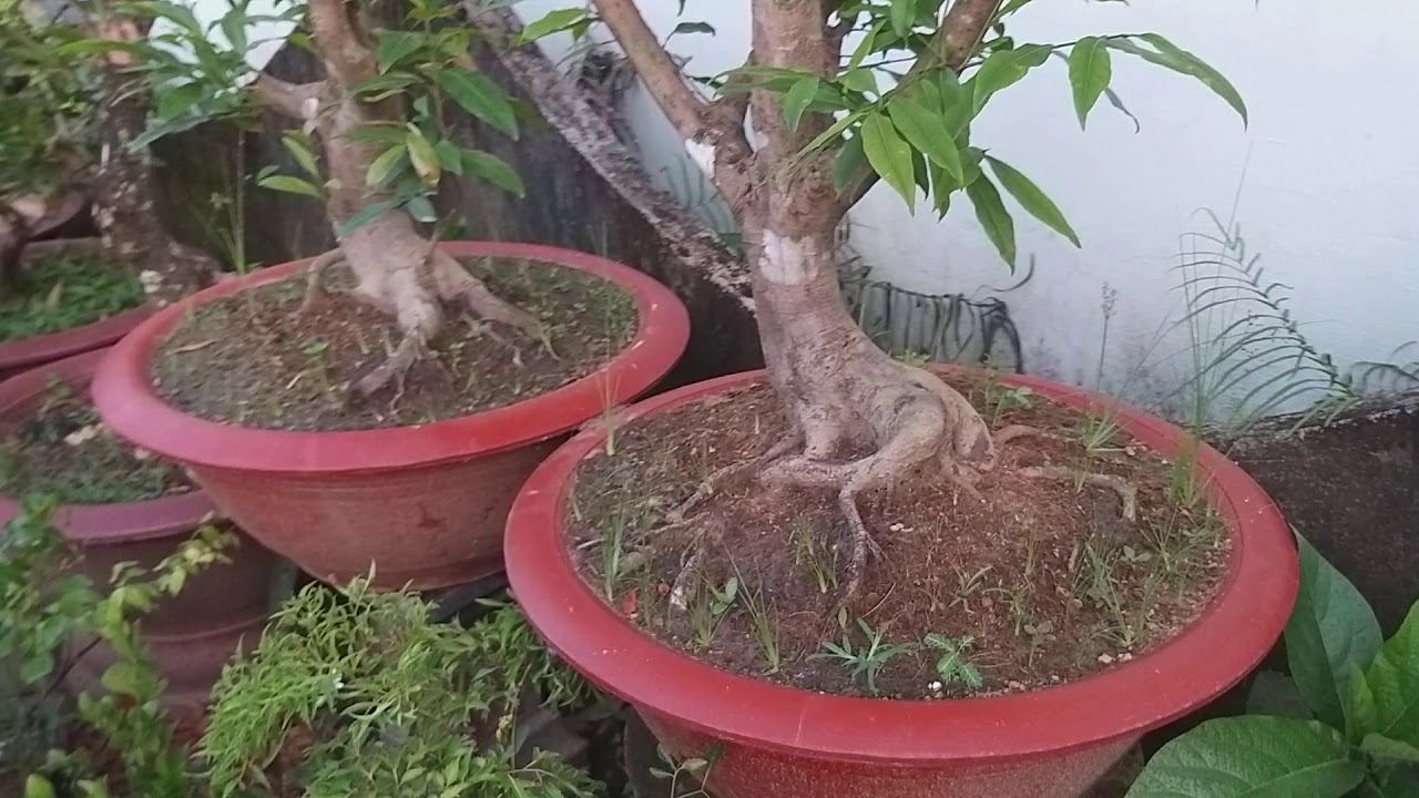 Cần giao lưu vườn Mai và cây khế bonsai