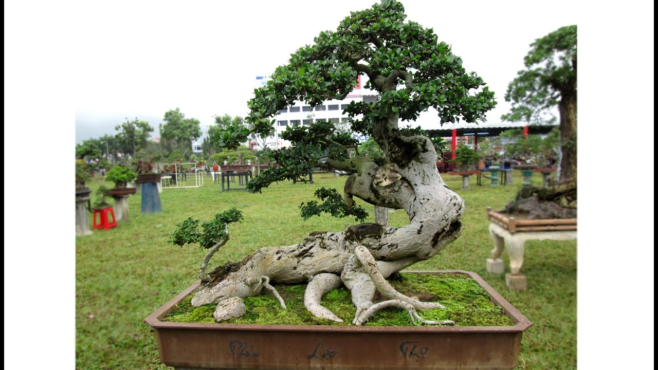 DND | Bộ sưu tập một số cây bonsai mà DND ghi lại