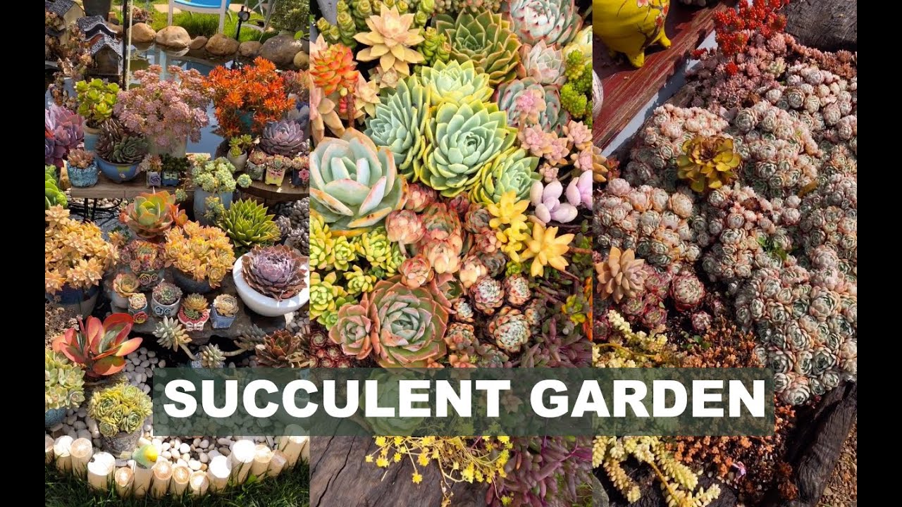 Dream garden for succulent lovers| Vườn sen đá trong mơ | 多肉植物 | 다육이들