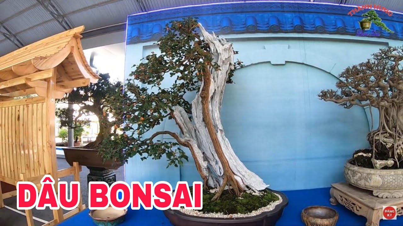 Dâu bonsai bạt phong nghệ thuật tại suối tiên
