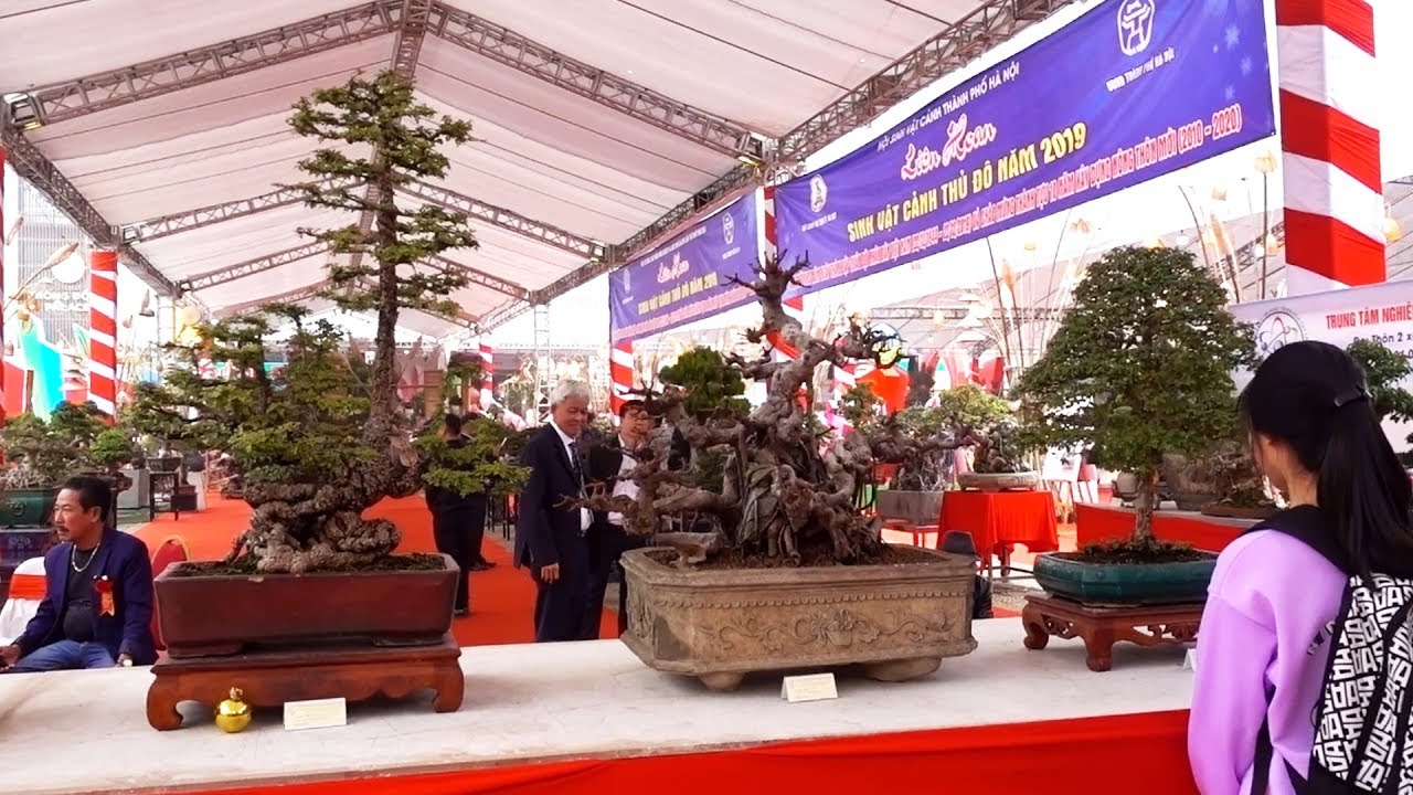 Dạo quanh triển lãm cây cảnh Hà Nội ngắm những cây cảnh đẹp nhất và hoa lan đẹp. bonsai exhibition