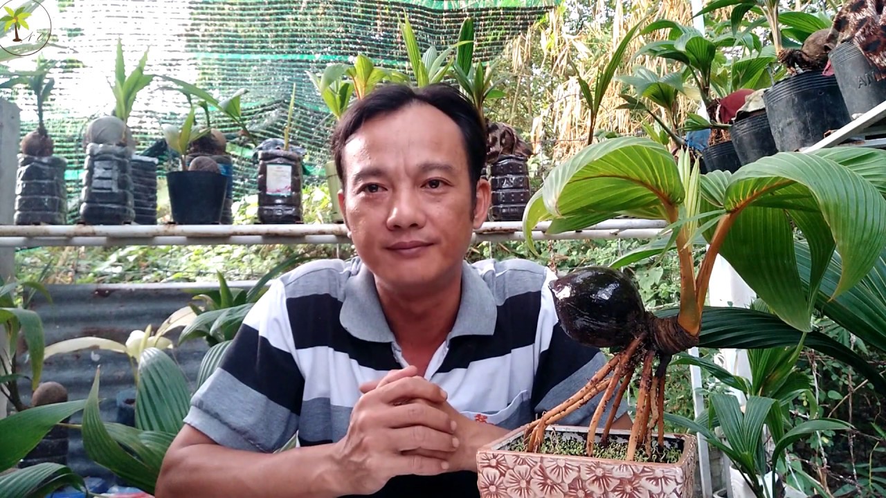 Dừa Bonsai, Loại cây hợp Phong Thủy năm Canh Tý 2020/ Coconut Bonsai